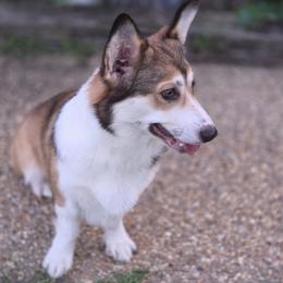 Waffles - Sable male Pembroke Welsh Corgi puppy in Powhatan, Virginia from Ranch Hand Corgis