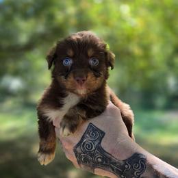 Hawk - Red tri-color male Australian Shepherd puppy in London, Kentucky from Kenmont Kennels