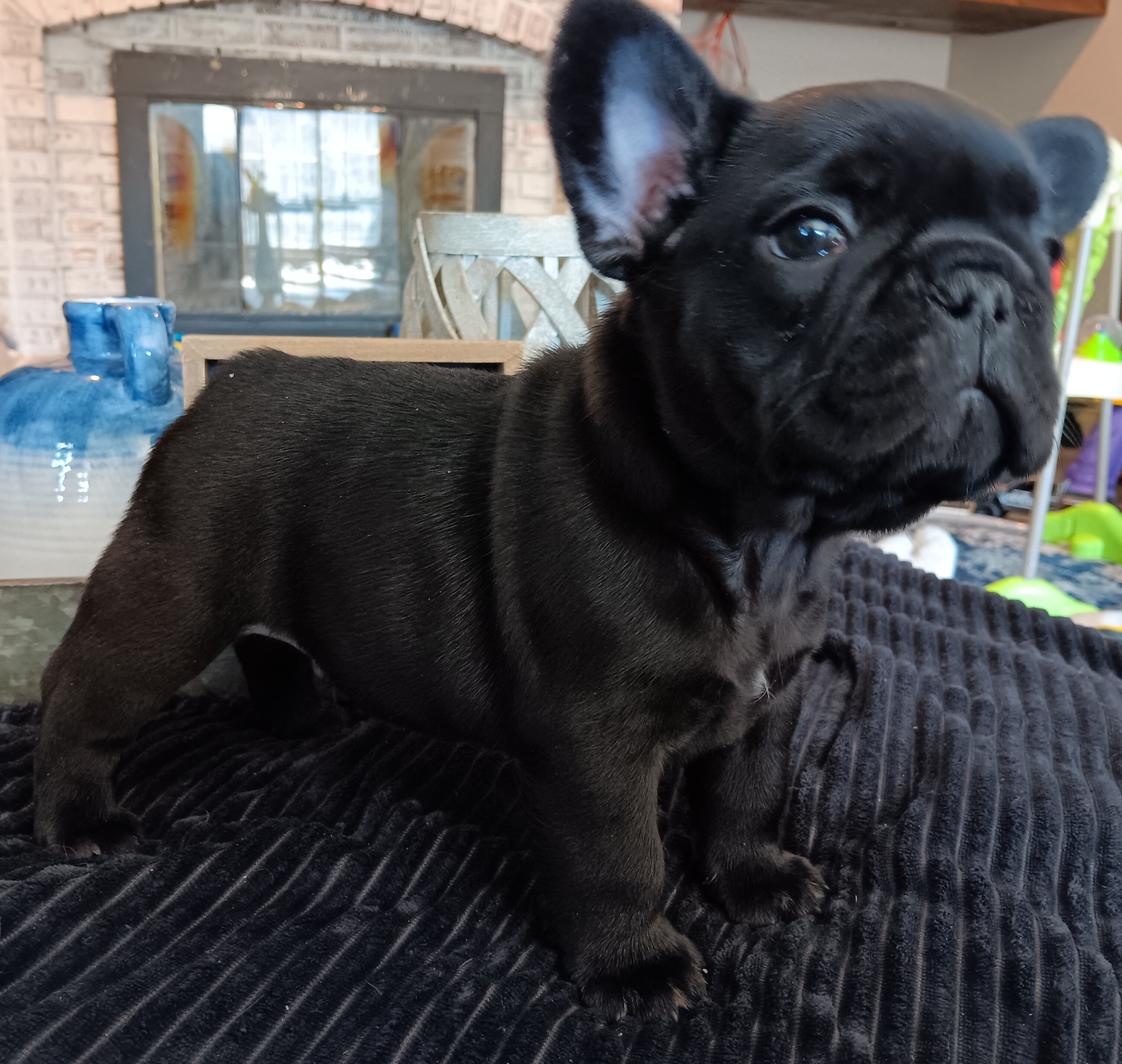 Boy 2 - Black French Bulldog puppy in Kansas from Peace Love frenchies