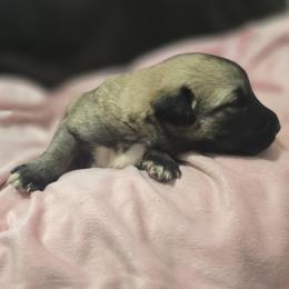 Anatolian Shepherd Dog Puppies from Florida Anatolian Shepherds