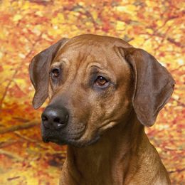 Desmond - Rhodesian Ridgeback