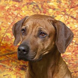 Desmond - Rhodesian Ridgeback