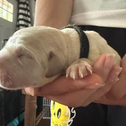 Black collar (yellow) - Yellow male Labrador Retriever puppy in Moore, Oklahoma from Okiehuntinboyz Labrador Retrievers