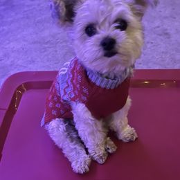 Teddy - Yorkshire Terrier