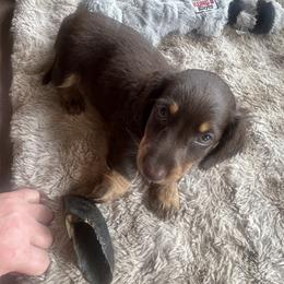 Dachshund Puppies from Dapper Doxie’s Select