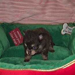 Girl 1 - Chocolate and tan female Pomeranian puppy in Angleton, Texas from Pomeranian Palace, LLC