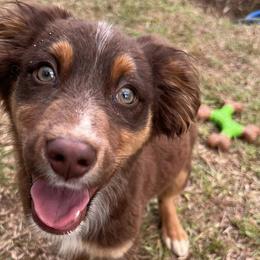 Australian Shepherds from Motega Australian Shepherds