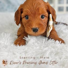 Sterling - Red  male Goldendoodle puppy in Atlanta, Georgia from Teddy Puppies