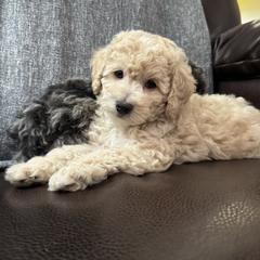 Stormy - Cream male Poodle puppy in Moses Lake, Washington from Chuladoodles