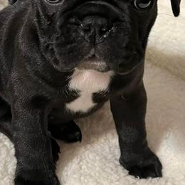 French Bulldogs and Golden Retrievers from KY Doodle Bears LLC