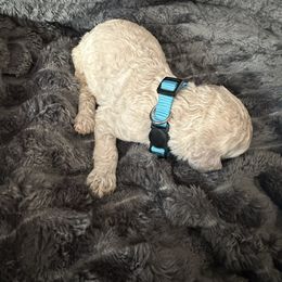 Blue - Cream male Goldendoodle puppy in Antigo, Wisconsin from Cedar River Kennel