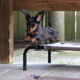 Dachshund Puppies from Sweetnlow Dachshund