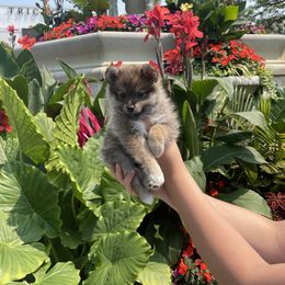 Pomsky Puppies from Guccio’s Pomsky’s and Stud Services