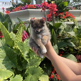 Pomsky Puppies from Guccio’s Pomsky’s and Stud Services