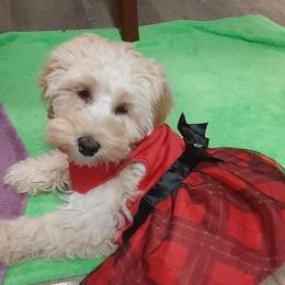 Australian Labradoodle Puppies from Golden Xpress Labradoodles