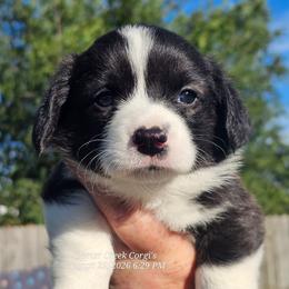 Sapphire - Brindle and white female American Corgi puppy in Boise, Idaho from Porter Creek Corgis