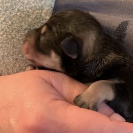 Girl 1 - Miniature Schnauzer puppy in Hull, Georgia from Ardent Miniature Schnauzers of Athens