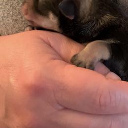 Girl 1 - Miniature Schnauzer puppy in Hull, Georgia from Ardent Miniature Schnauzers of Athens