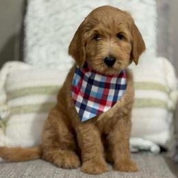 Grumpy-Red - Apricot male Goldendoodle puppy in Bay City, Texas from Charming Doods Goldendoodles