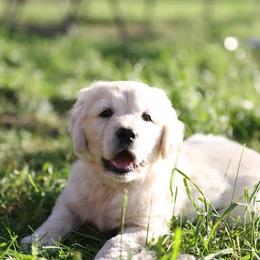 Girl 1 - Light golden female Golden Retriever puppy in Morrill, Kansas from Grimm Girls Farm