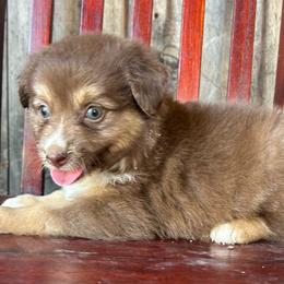 Langley - Red tri male Miniature Australian Shepherd puppy in Loretto, Tennessee from K Kountry Farm