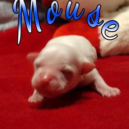 Coton de Tulear Puppies from Marilyn Edwards