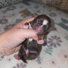 Shihpoo and Shih Tzu Puppies from Gemstone Puppies
