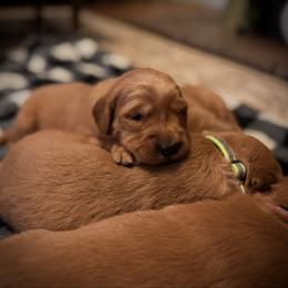 Boy 5 - Dark golden male Golden Retriever puppy in Lebanon, Oregon from Dark Goldens on Hilltop