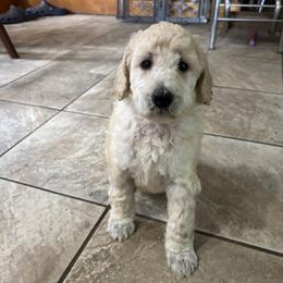 Halo - Cream female Poodle puppy in St. Johnsbury, Vermont from Poodles of the Northern Woods