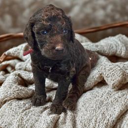 Denali -red collar - Brown female Bernedoodle puppy in Aurora, Colorado from Simply Amazing Doodles