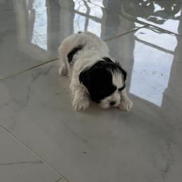 Oreo - Black and white male Shichon puppy in Clarksville, Tennessee from Harrison Farm Teddy Bears