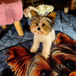 Bella - Parti female Yorkshire Terrier puppy in Callahan, Florida from Nikki's Precious Yorkies