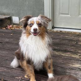 Oliver - Toy Australian Shepherd