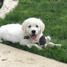Golden Retriever Puppies from Golden Retrievers by Tiffany Ruthy