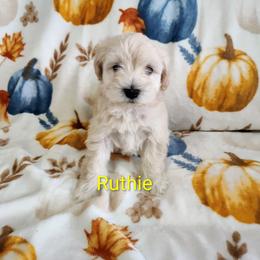 Ruthie - Wheaten female Miniature Schnauzer puppy in Diana, Texas from Happy Pawz Schnauzers