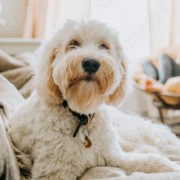 Goldendoodle and Poodle Puppies from Laura Harris