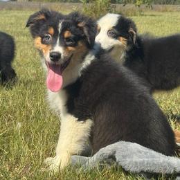 Licorice- btm5 - Black tri-color male Australian Shepherd puppy in Chehalis, Washington from Wandering Acres Ranch