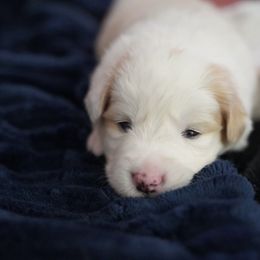 Red Collar - White and gold Border Collie puppy in Dublin, California from Borders of Beauty: The Perfect Blend of Beauty and Brains