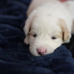 Red Collar - White and gold Border Collie puppy in Dublin, California from Borders of Beauty: The Perfect Blend of Beauty and Brains