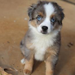 Small Toy Blue Merle Male - Blue merle male Toy Australian Shepherd puppy in Leighton, Alabama from Isbell Land & Livestock, LLC