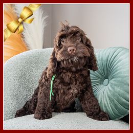 Cousin - Brown male Cockapoo puppy in Connersville, Indiana from Deaz Doodle Ranch