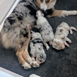 Australian Shepherd Puppies from Winter River Farms Australian Shepherds