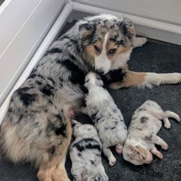 Australian Shepherd Puppies from Winter River Farms Australian Shepherds