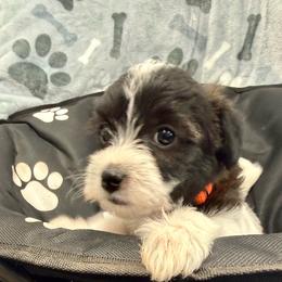 Jasper - Tri-color male Yorkipoo puppy in Walla Walla, Washington from Linda Sherman