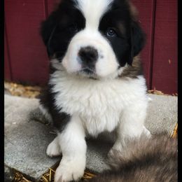 Saint Bernard Puppies from Fletchers Saints