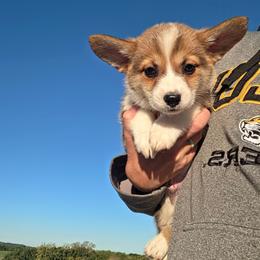 Green collar - Sable and white male American Corgi puppy in Odessa, Missouri from LOYAL T K9's CORGIS