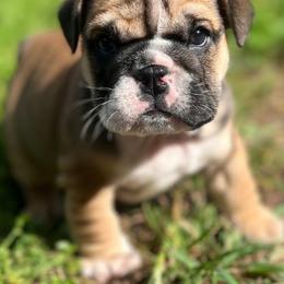 Malita Jane - Red female Bulldog puppy in Clever, Missouri from Crystals Bulldog Bungalow