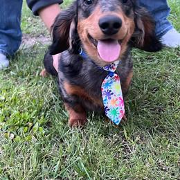 Dachshund Puppies from Chelisa's Dachshunds