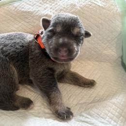 Girl 1 orange collar - Blue female German Shepherd puppy in Newsoms, Virginia from A Tier Above Shepherds