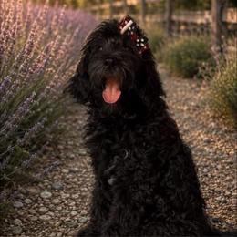 Porsche - Black and white female Aussiedoodle puppy in Springfield, Missouri from Aspen River Doodles